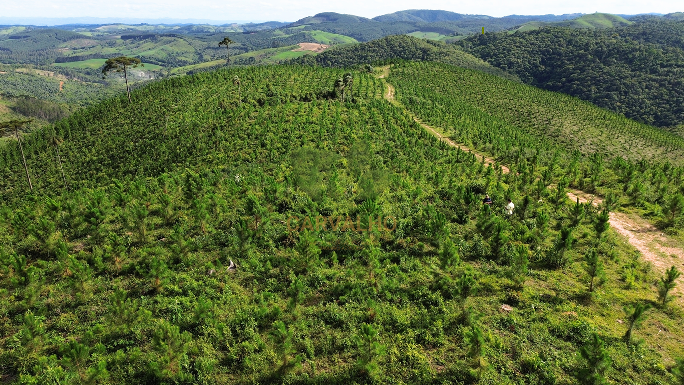 Fazenda Silvicultura em Castro